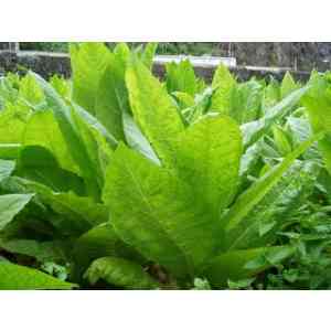 Click para ampliar. Pulsa en el nombre para ver la ficha. Tabaco_La planta, inocente